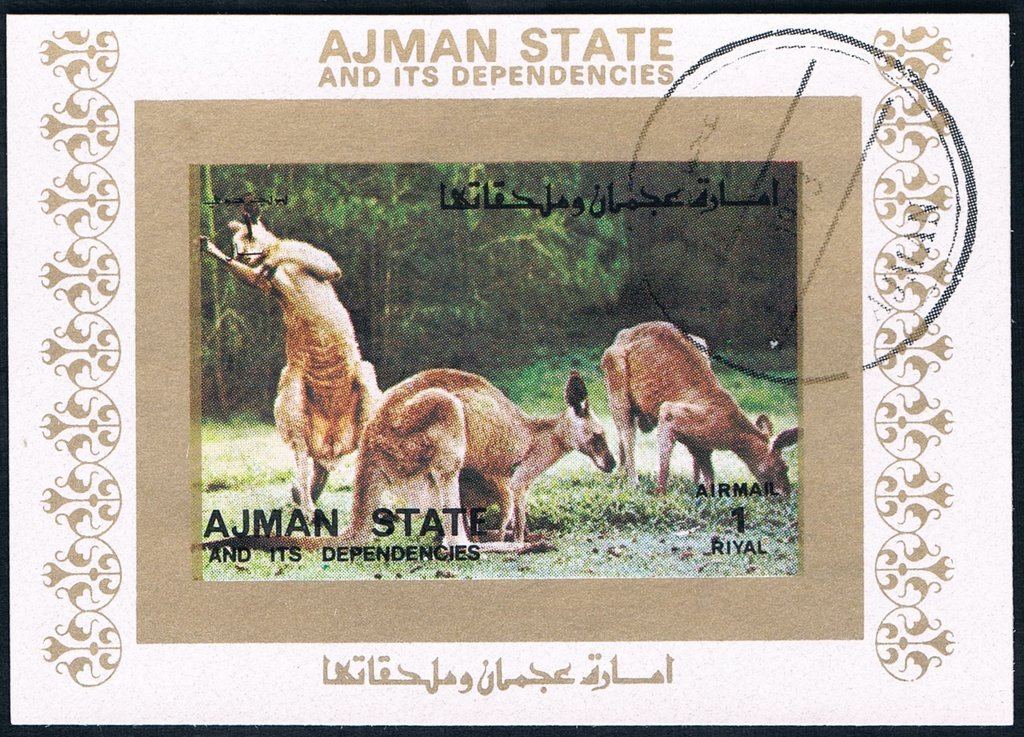 Kangaroo (Macropus spp.)