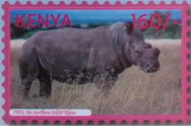 The Last of the White Rhinos