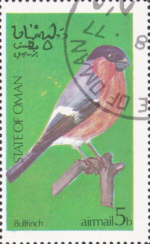 Bullfinch