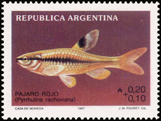 Pájaro rojo (Pyrrhulina rachoviana)