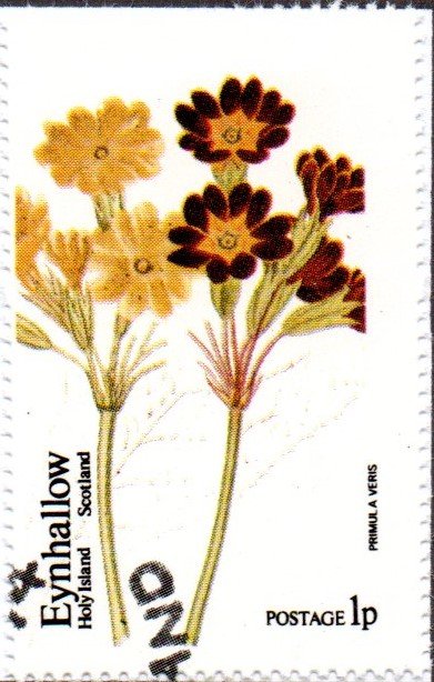 Primula veris