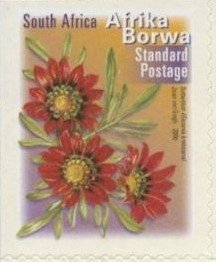 Gazania krebsiana