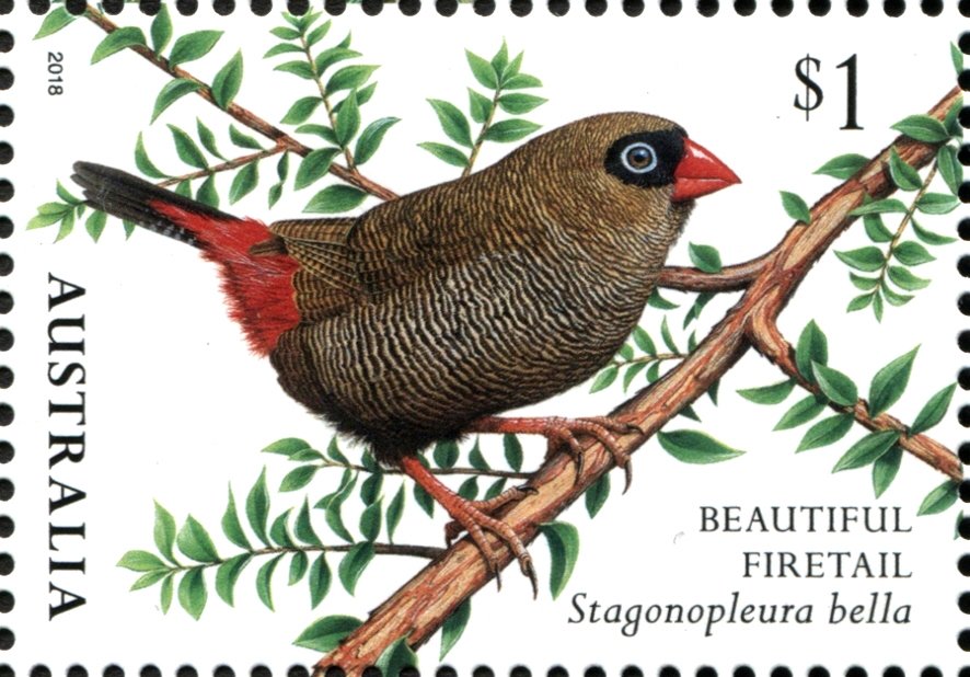 Beautiful Firetail (Stagonopleura bella)
