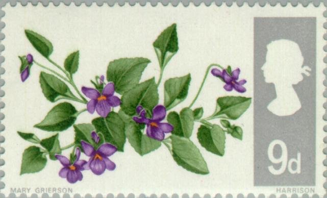 Dog Violet (Viola Riviniana)