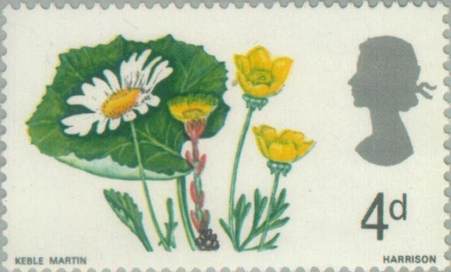 Ox-eye Daisy, Coltsfoot and Buttercup (phosphor)