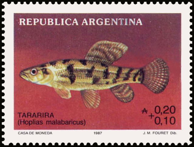 Tararira (Hoplias malabaricus)