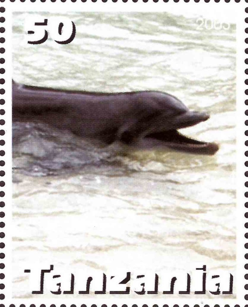Dolphin