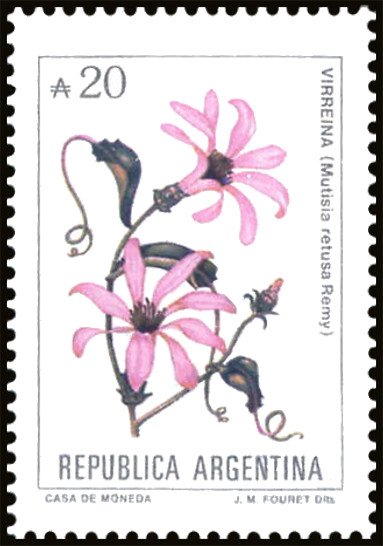 Virrenya (Mutisia retusa)
