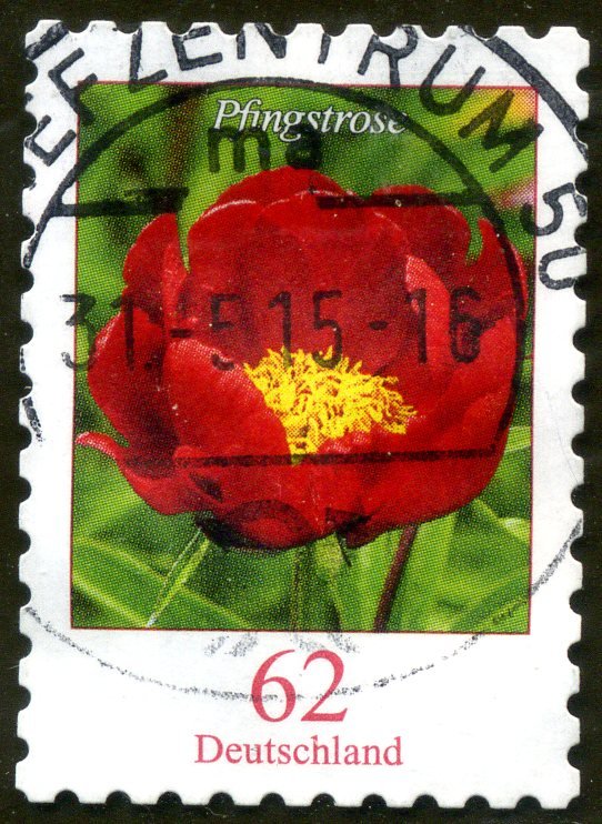 Paeonia sp. - Peony