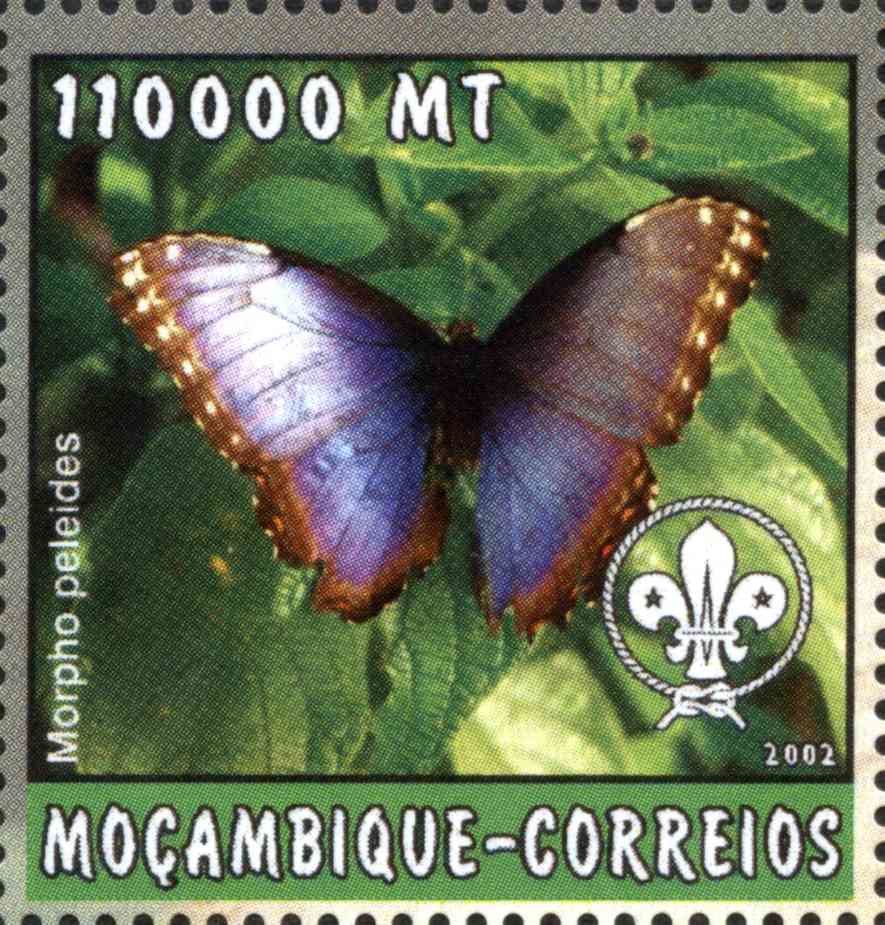 Morpho peleides