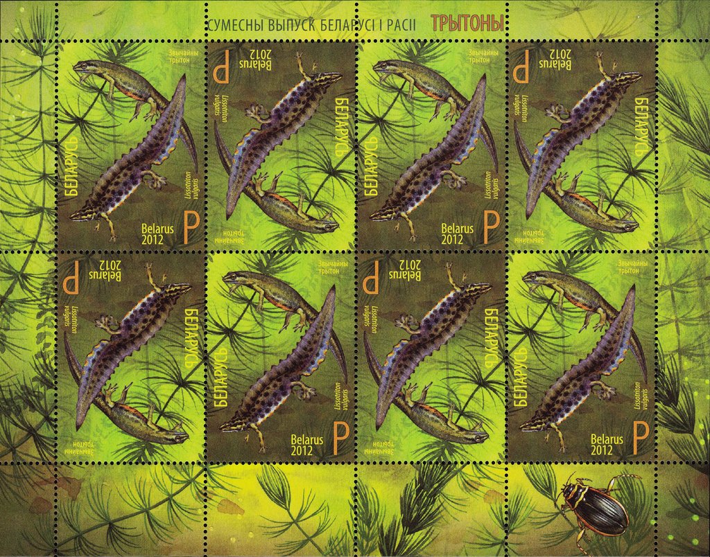 Smooth Newt (Lissotriton vulgaris)