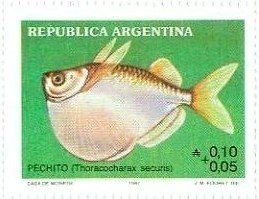 Stamp, Pechito (Thoracocharax securis), Argentina,  , Animals (Fauna), Fishes