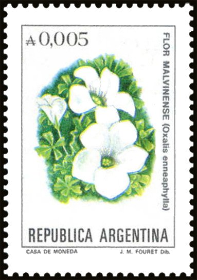 Flor Malvinense (Oxalis ennea phylla)