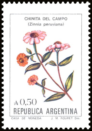 Chinita del campo (Zinnia peruviana)