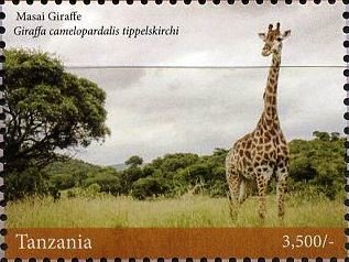 Giraffes