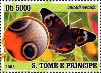 Junonia coenia