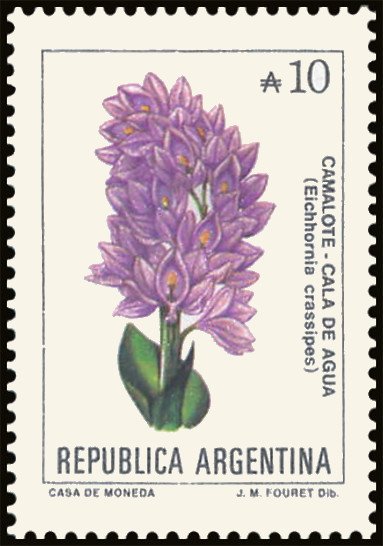 Camalote (Eichhornia crassipes)