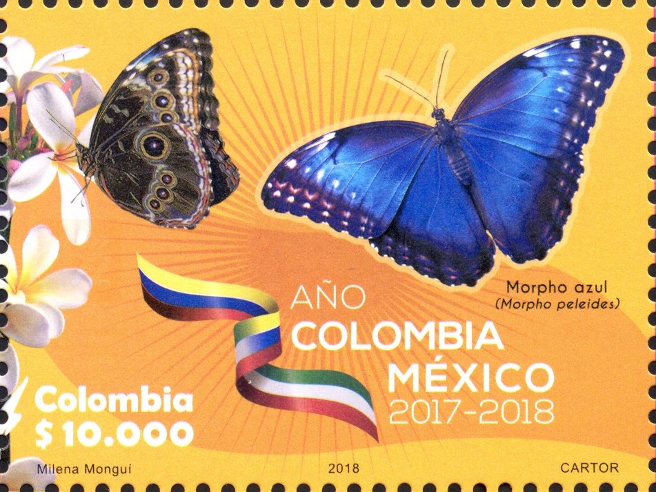 Peleides blue morpho