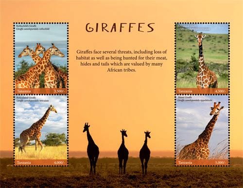 Giraffes