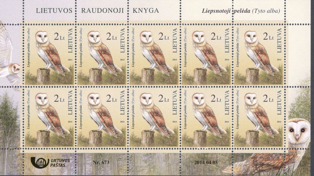 Western Barn Owl (Tyto alba)