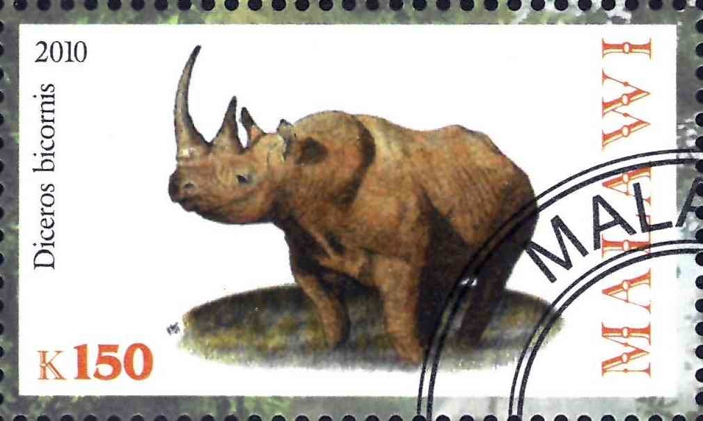 Diceros bicornis