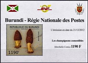 Mini Sheet, Morchella conica, Cinderellas,  , Mushrooms