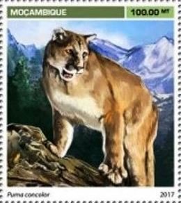 Puma concolor