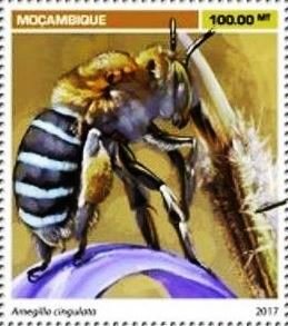 Stamp, Amegilla cingulata, Mozambique,  , Bees, Insects