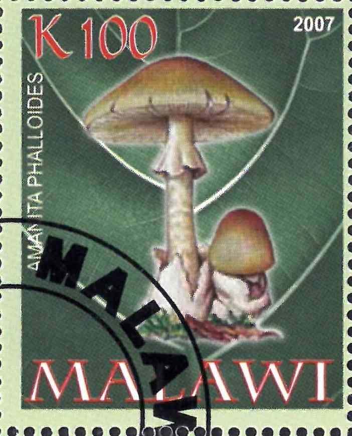 Amanita phalloides