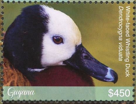 White-faced Whistling Duck    Dendrocygna viduata