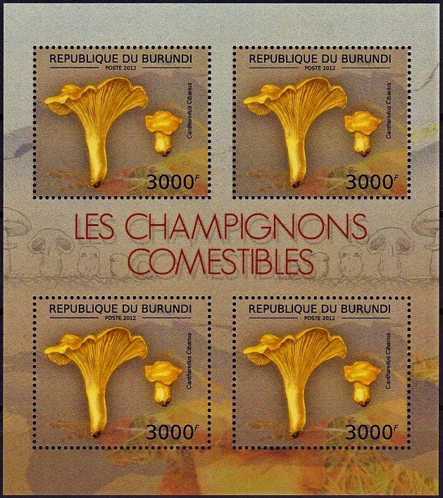 Cantharellus cibarius