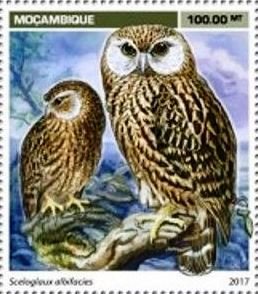 Sceloglaux albifacies
