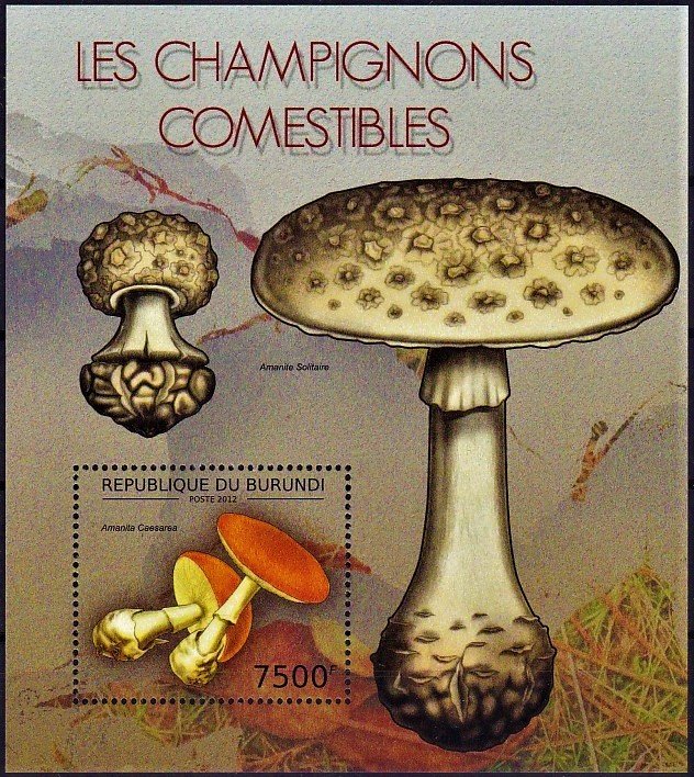 Amanita caesarea