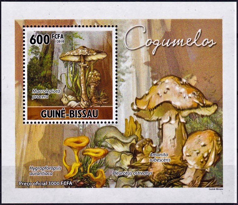 Macrolepiota procera