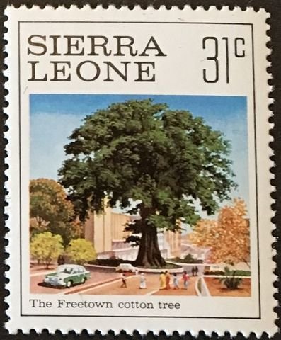 Freetown Cotton Tree