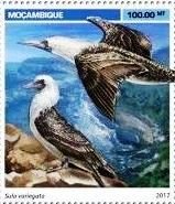 Stamp, Sula variegata, Mozambique,  , Animals (Fauna), Birds
