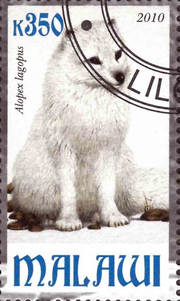 Alopex lagopus