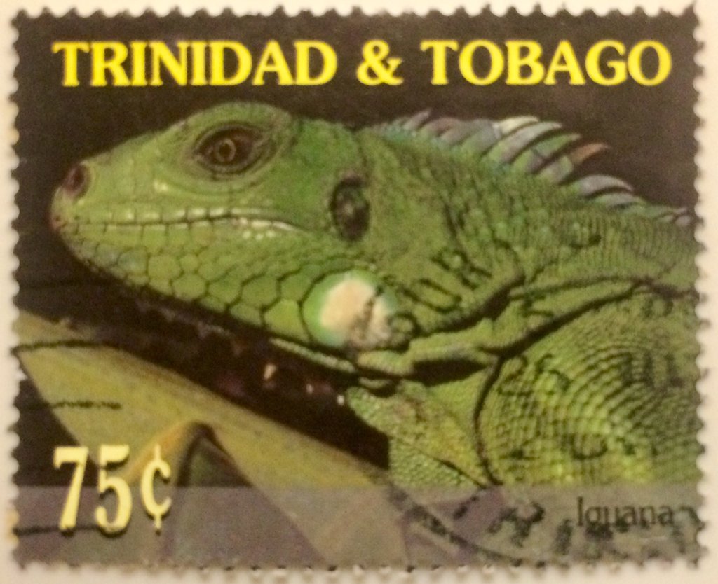 Iguana