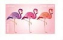 Flamands roses