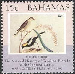 Bobolink (Dolichonyx oryzivorus), Rice