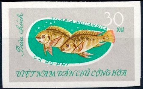 Mozambique Tilapia (Tilapia mossambica)
