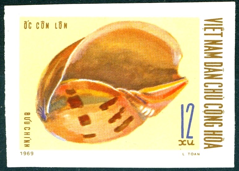 Indian Volute (Melo melo)