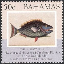 Stoplight Parrotfish (Sparisoma viride)
