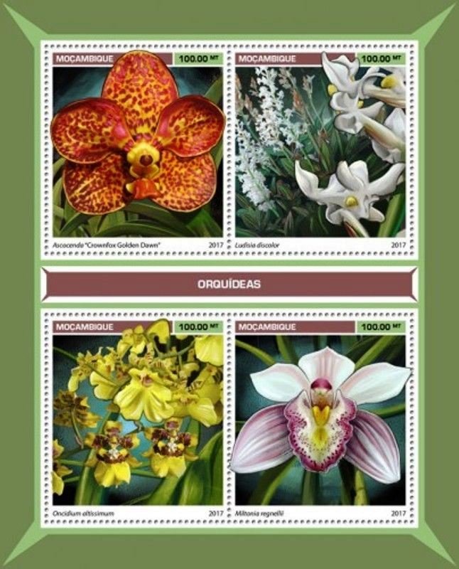 Orchids