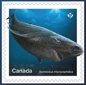Sharks from Canadian Waters