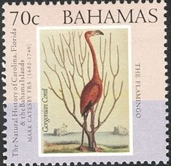 Carribean Flamingo (Phoenicopterus ruber), Coral