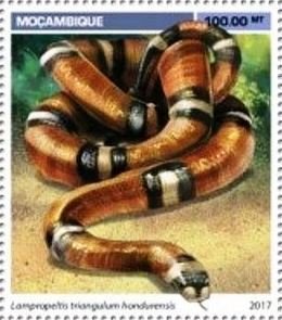 Lampropeltis triangulum hondurensis