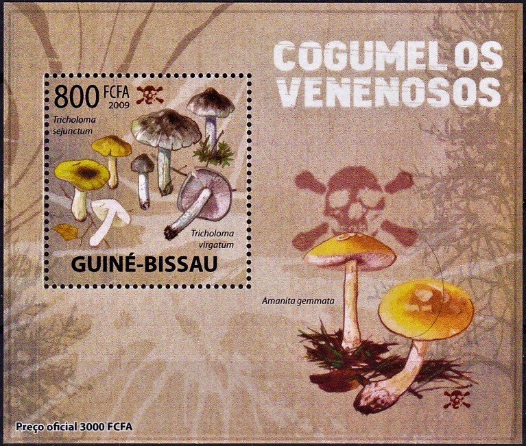 Tricholoma sejunctum/Tricholoma virgatum