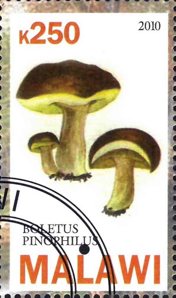 Boletus pinophilus