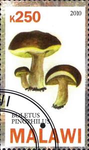 Stamp, Boletus pinophilus, Cinderellas,  , Mushrooms